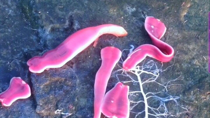 สัตว์อธรรมนี้เป็นเชื้อเพลิงแห่งฝันร้าย