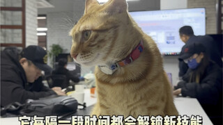 我们公司的猫会自己解锁很多技能