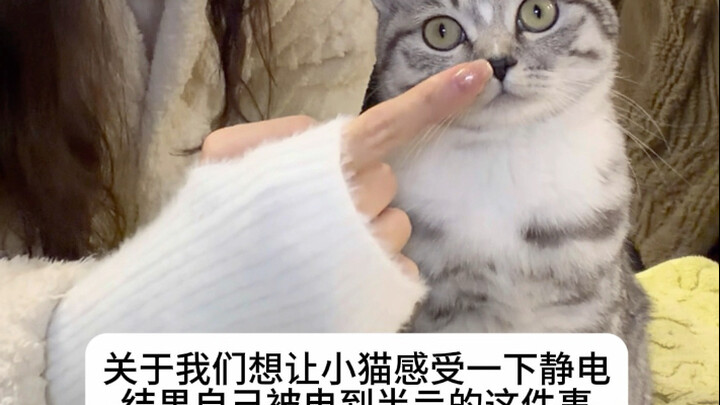 الهرّة الصغيرة: لا تستخدم قماش البوليستر لتختلق المشاكل!