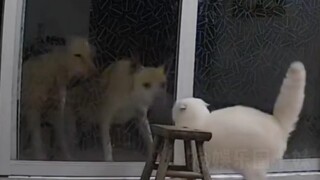 Kucing: Jangan sok kuat terlalu cepat, aku punya ibu yang mendukungku! #kucingkecil #mengharukan #me