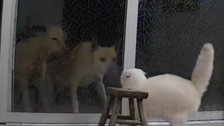 Mèo con: Đừng vội cứng cỏi sớm quá, tôi có mẹ đứng sau ủng hộ! #mèocon #cảmđộng #trịliệu