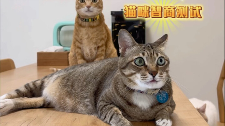 See How Many Points Your Cat Can Score!