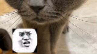 ฉันสับสนมากจนกลายเป็นแมวแล้วหลับไปและกลับมาเป็นมนุษย์อีกครั้ง