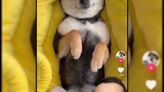Anjing kecil yang bahagia