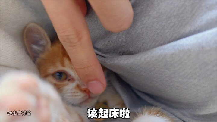 【Cá mập Tiểu Cát Tường】Đã dậy rồi