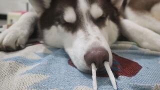 Plug Up The Nostrils Of My Sleeping HUSKY 