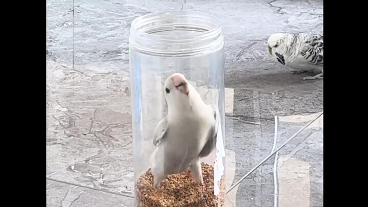 Bird: Now that things have come to this, let’s eat first.