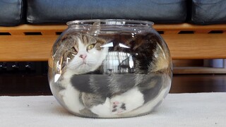 猫咪果然是液体的
