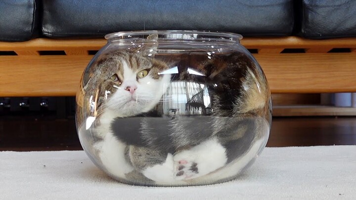 Cats are indeed liquid