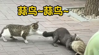 Cats fight and watch, garlic birds~don't wear swimsuits