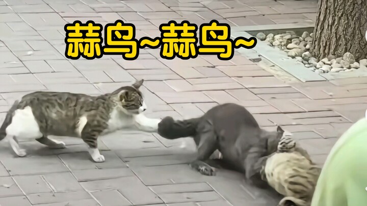 แมวสู้และดู นกกระเทียม ~ ไม่ใส่ชุดว่ายน้ำ