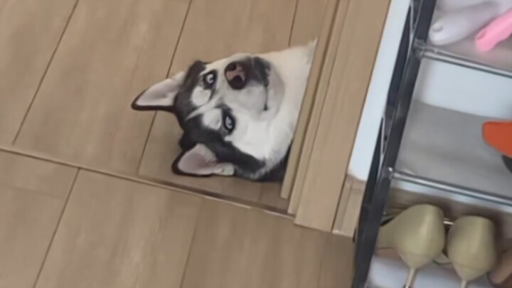 Cái thứ này, vẫn là xem người khác nuôi thú vị hơn!