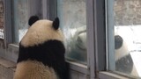 Panda|Panda yang Terpisah Bermesraan