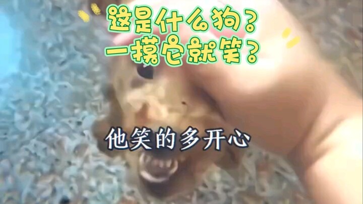 Con chó gì thế này? Cứ sờ vào là nó cười?