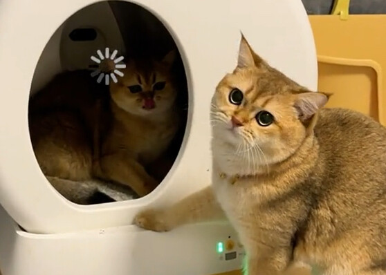 两个公猫谈恋爱，该怎么把它们掰直？