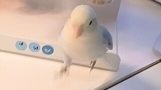 If you're still hesitating, why not take a look at how result-oriented chicks make decisions? 🤗