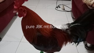 JBK broodmaterial and Allen roundhead bullhen