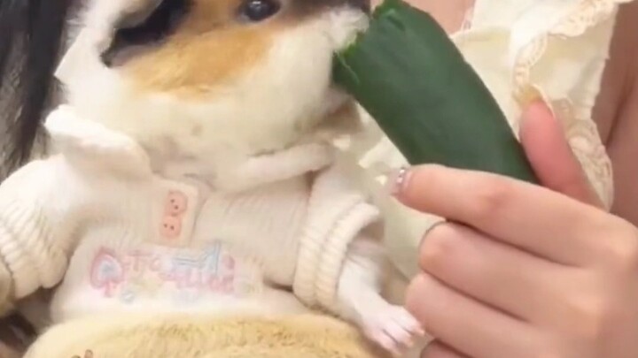 Babi belanda yang seumur hidup cuma makan makanan ala restoran Cina akhirnya juga bisa menikmati mas