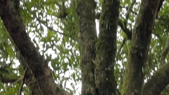 นกกระจิบหลังลายแบกตะเกียงขโมยกินน้ำมันเทียนในสำนักเต๋า