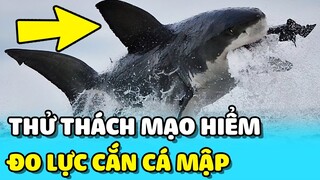 💥Bí ẩn LỰC CẮN KHỦNG của CÁ MẬP HỔ và CÁ MẬP ĐẦU BÚA hoang dã | TIN GIẢI TRÍ