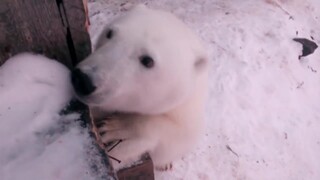 A polar bear that entered a village was warmly welcomed by the Russian people
