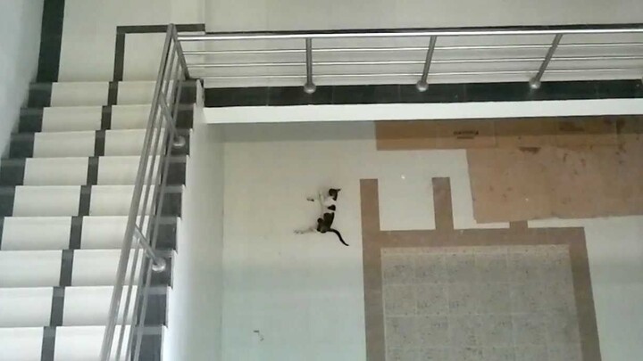 The Passion of Hakimi, the poor kitten fell from a high place. It is recommended to close the window