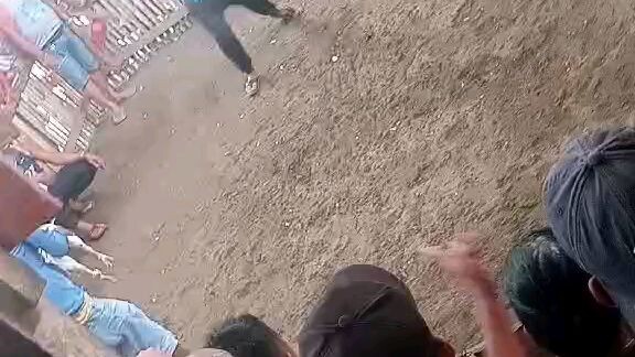 3x winner 6 years old ogis