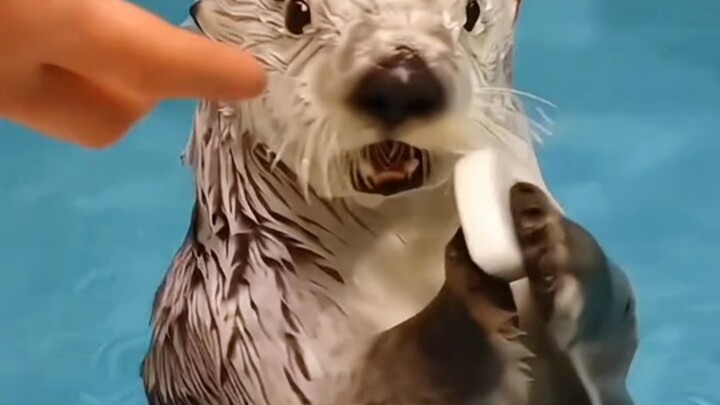 Aaaah, such a cute baby! I just want to steal it right now! #SeaOtter #Cute #AdorablePet