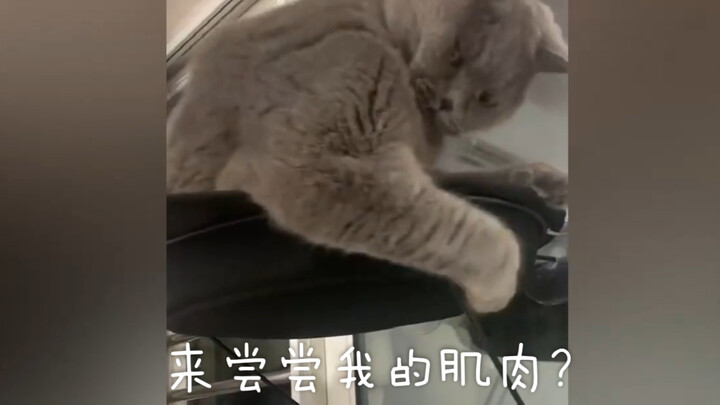 แมว: ฉันชกไปทีเดียว แกคงร้องไห้ได้นานเลยล่ะ