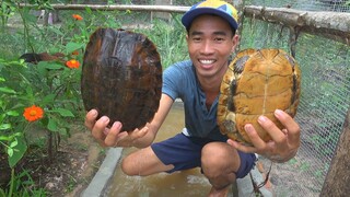 Tìm Được Bạn Cho Cụ Rùa Và Chú Cu Gáy Mới Làm Quen - 7 Ân