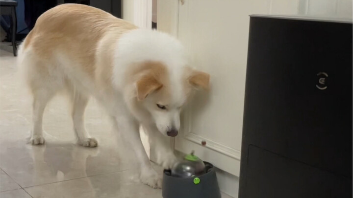 Kalau Chen Bella yang Uji Mainan