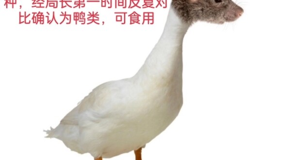 Major Discovery in Jiangxi: "Mouse Duck"