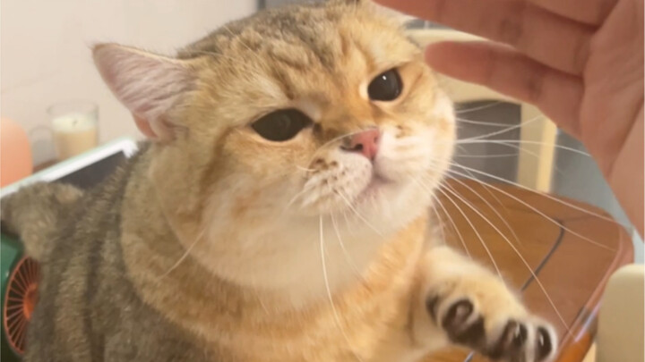 Ketika aku berpura-pura mau mengelus kucing kecil