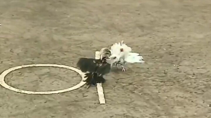 Update 07/03/23 Fights At Pasig Square. 1st. Fight Zamboanga White L. 2nd. Fight JMJ8 Red Win.