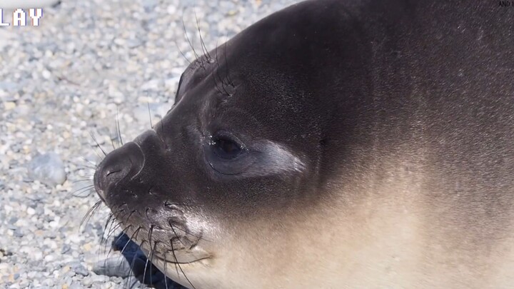 Anak Anjing Laut: Manusia Memang Asyik!