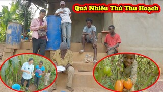 Tập 156: Gia đình Antonio gặt hái tiếp thành Quả||Paizinho chính thức nhận đất