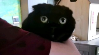 دعنا نخمن المثل الصيني مع تشيان سوي سوي ونتحدى ترددنا وتشتتنا!