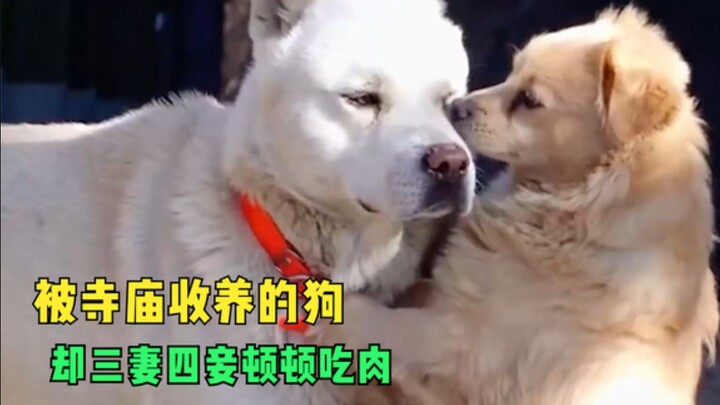 动物成精了，活得还不如一条狗