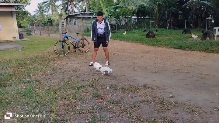 Allen White 188 ( POWER & TIMING ) 5.5 months old ( First Sparring )