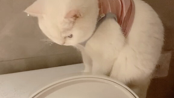 Even little kittens have their own worries!