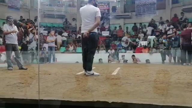 salcedo gf talo last fight 2 win 1 lost