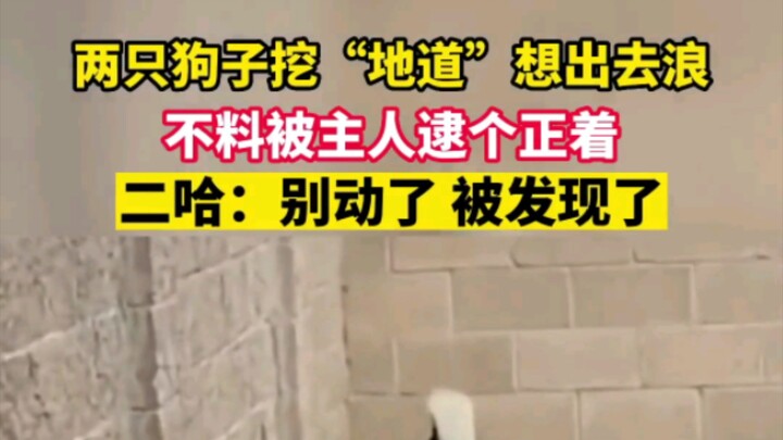 Hai chú cún đào “đường hầm” định trốn đi chơi, ai dè bị chủ bắt quả tang, chó Husky: Đừng nhúc nhích