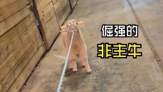 วิดีโอสัตว์ที่ทำให้จิตใจเบิกบานเหล่านั้น!