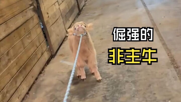 Video hewan yang membuat suasana hati menjadi senang!