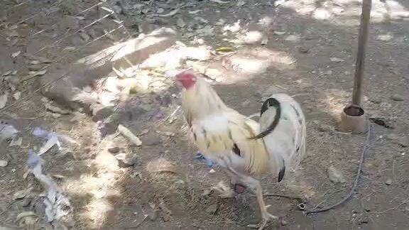 1x winner 2hits NGSC