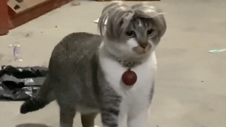 Kucing bermain basket dengan belahan rambut di tengah