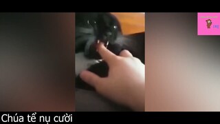 Gòi chết chưa, hù nó vậy mà nó hum sợ mình #funny