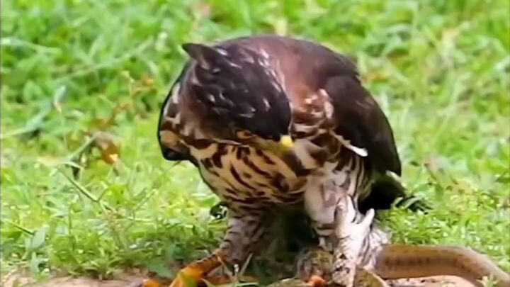 Eagle eating snake