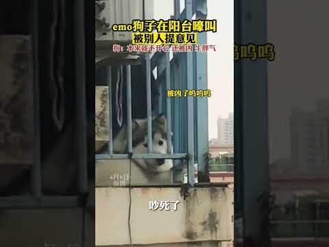 น้องหมา: ตอนแรกก็ไม่มีความสุขอยู่แล้ว ยังถูกดุอีก ฮือๆๆ #น้องหมา #ความในใจของน้องหมาบอกหมดบนหน้าเลย