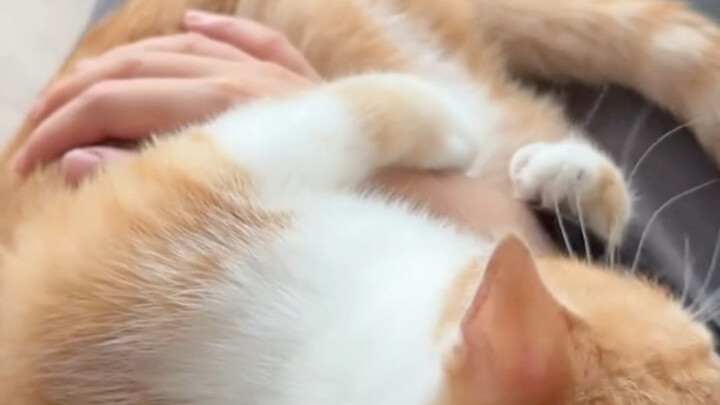 Dia nganggep tangan saya sebagai sarang kucing.